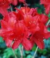 Рододендрон листопадный (азалия) Набукко (Nabucco) (Iz)
