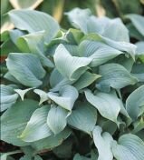 Хоста ФРАГРАНТ БЛЮ (Fragrant blue), ЗКС