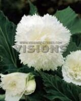 Бегония бахромчатая Белая (FIMBRIATA WHITE) (Hb), 2 шт.