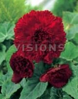 Бегония бахромчатая Красная (FIMBRIATA RED), (Hb) 2 шт.
