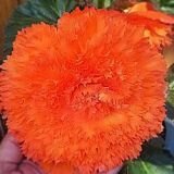 Бегония бахромчатая Оранжевая (FIMBRIATA ORANGE), (Hb) 2 шт.