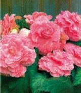 Бегония Пикоти Лэйс Розовая (Picotee Lace Pink), 3 шт. (Hb)