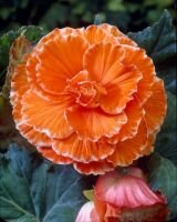 Бегония Пикоти Лэйс Оранжевая (Picotee Lace Orange), 3 шт. (Hb)