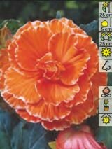 Бегония Пикоти Лэйс Оранжевая (Picotee Lace Orange), 3 шт. (Hb)