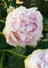 Пион КЛЕМЗ ПИНК АННОУН (KLEHM'S PINK UNKNOWN), 1 шт. (I)