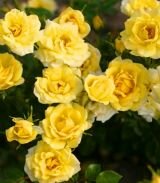 почвопокровная роза The Yellow Fairy (Зе Йелоу Фейри) (А)