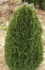 Туя западная Green Egg (I)