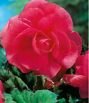 Бегония махровая розовая (Double Pink), 5 шт.
