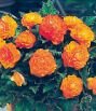 Бегония махровая НОН СТОП ОРАНЖЕВАЯ (Non stop Orange), 5 шт.