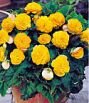 Бегония махровая Non stop Yellow (Желтая), 3 шт.