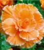 Бегония Пикоти Лэйс Априкот (Picotee Lace Apricot), 2 шт. (I)