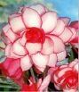 Бегония БУТОН ДЕ РОУЗ (Bouton de Rose), 5 шт.