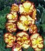 Бегония Криспа Маргината (желто-красная) Crispa Marginata Yellow/Red, 5 шт.