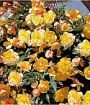 Бегония ампельная Иллюминейшн Априкот (ILLUMINATION Apricot), 3 шт.