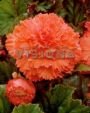 Бегония бахромчатая Оранжевая (FIMBRIATA ORANGE), 5 шт.
