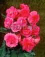 Бегония МУЛЬТИФЛОРА МАКСИМА РОЗОВАЯ (Multiflora maxima pink), 5 шт. (I)