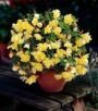 Бегония ампельная Пендула Желтая (PENDULA YELLOW), 5 шт. (I)