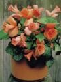 Бегония Нарцисс лососевый (DAFFODIL SALMON), 2 шт. (I)