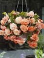 Бегония Сплендид абрикосовая (SPLENDIDE APRICOT), 3 шт. (I)