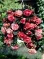 Бегония Сплендид Розовая (SPLENDIDE PINK), 5 шт. (I)