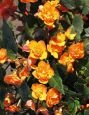 Бегония МУЛЬТИФЛОРА МАКСИМА ОРАНЖЕВАЯ (Multiflora maxima orange), 3 шт. (I)