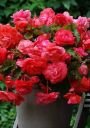 Бегония ОДОРАТА ПИНК ДЕЛАЙТ (ODORATA PINK DELIGHT), 3 шт. (I)