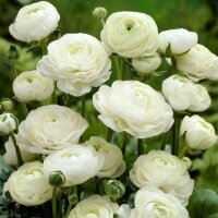Ранункулюс Белый, 10 шт.(I) осень