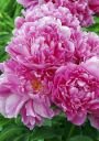 Пион ЭДУЛИС СУПРИМ (EDULIS SUPREME), 1 шт. (I)