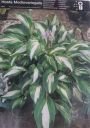 Хоста МЕДИОВАРИЕГАТА (Mediovariegata), 2 шт.