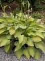 Хоста СУИТ ХОУМ ЧИКАГО (SWEET HOME CHICAGO), ЗКС
