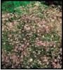 Гипсофила ПАНИКУЛЯТА РОУЗ (PANICULATA ROSE), 3 шт.