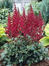 Астильба Бургунди Ред (Burgundy Red), 2 шт. (I)