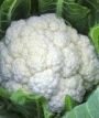 Капуста цветная (рассада), 1 шт
