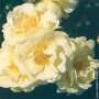 почвопокровная роза Sunny Rose (Санни Роуз) Кордес, ЗКС 2016 почвопокровная роза Sunny Rose (Санни Роуз) Кордес, ЗКС 2016