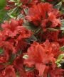 Рододендрон листопадный (азалия) Хот Шот Вариегата (Hot Shot Variegata) (3 года)