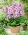 Флокс метельчатый ДЖУНИОР БУКЕТ (JUNIOR BOUQUET), 2 шт.