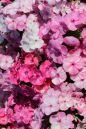 Флокс метельчатый ПИНК ШЕЙДС (FRECKLE PINK SHADES), 2 шт.