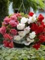 Бегония ампельная БЭЛКОНИ СМЕСЬ (CASCADE BALCONY MIXED), 5 шт.