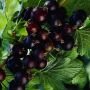 Смородино-крыжовниковый гибрид Рикё, (Iz)