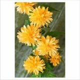 Керрия Пленифлора (Pleniflora) (IzА)