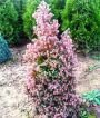 Кипарисовик thyoides Red Star (IA)