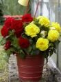 Бегония Смесь №1 Fimbriata Red & Yellow, 2 шт. (I)