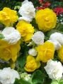 Бегония Смесь №2 Double White & Yellow, 2 шт. (I)