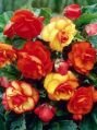 Бегония Смесь №3 Double Orange & Picotee Yellow, 2 шт. (I)