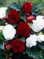 Бегония Смесь №4 Double White & Dark Red, 2 шт. (I)