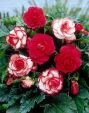 Бегония Смесь №5 Double Pink & Rosebud, 2 шт. (I)
