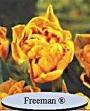 Тюльпан Фримен (Freeman) махровый, 10 шт. (I)