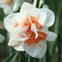 Нарцисс Пинк Парадайз (Pink Paradise) махровый, 3 шт.(I)