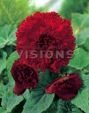 Бегония бахромчатая Красная (FIMBRIATA RED), (Hb) 2 шт.