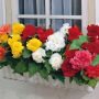 Бегония бахромчатая Смесь (FIMBRIATA MIX), (Hb) 3 шт.